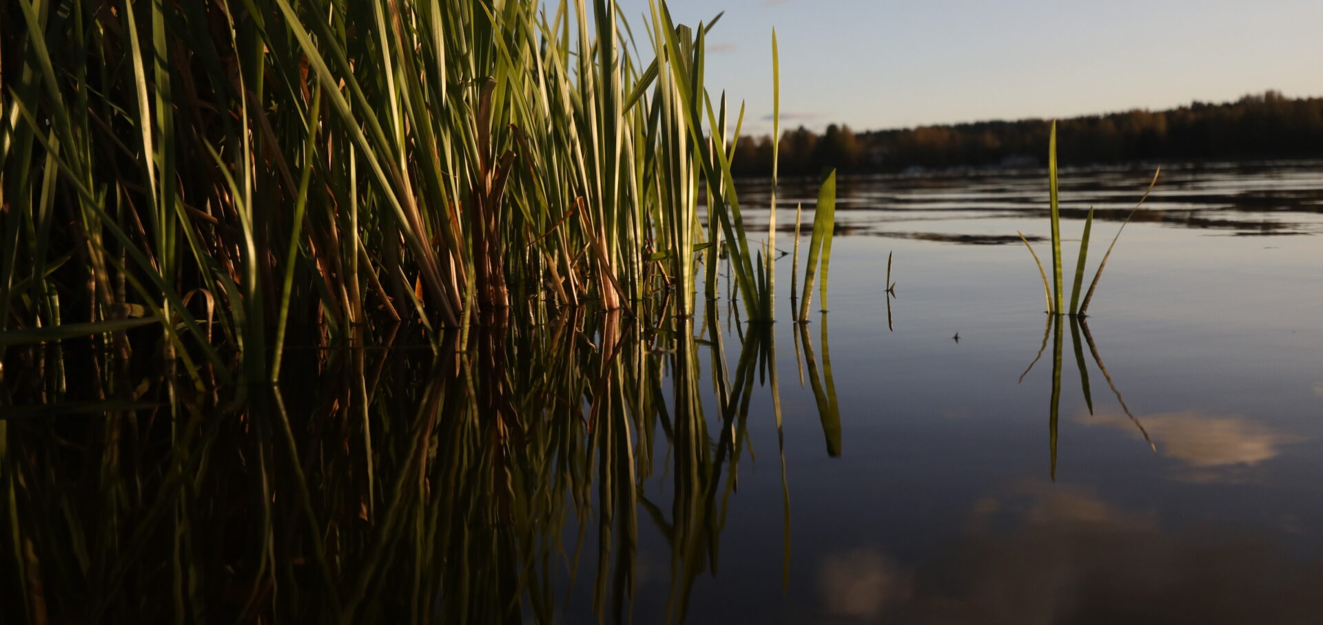 Hämeenlinnalaisen uimarannan kaislikko illan valossa.