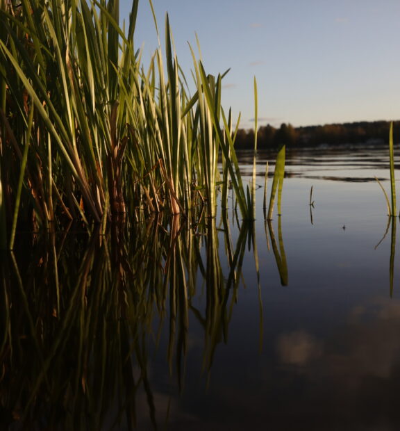 Hämeenlinnalaisen uimarannan kaislikko illan valossa.